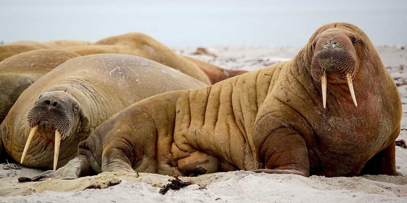 九酒爱限量版酒款收藏价值分析：投资逻辑与品鉴文化的双重奏